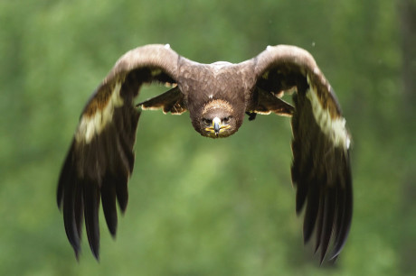 Orel skalní v letu. Je jedním z největších orlů na severní polokouli a největší dravec, který se vyskytuje v Česku. Foto KAN KAŠINSKÝ