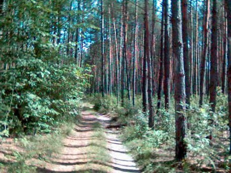 Биринский лес. FOTO ALI ESKANDAR KULABI