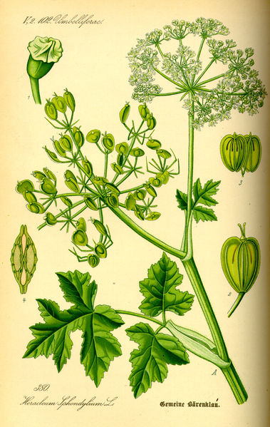 Bolševník obecný (Heracleum sphondylium) je rostlina z čeledi miříkovitých vyskytující se ve Středomoří a mírném pásu Evropy a Asie. Někdy se udává i Severní Amerika; závisí to na tom, zda autor nahlíží na jediného tamního zástupce rodu bolševník jako na samostatný druh (Heracleum maximum Bartram, 1791), nebo zda jej považuje za pouhý poddruh bolševníka obecného (Heracleum sphondylium subsp. montanum (Schleicher ex Gaudin) Briquet, 1905, resp. H. sphondylium var. lanatum (Michaux) Dorn, 1988, resp. H. sphondylium subsp. lanatum (Michaux) A. Löwe & D. Löwe, 1982). Obvyklejší je však pojetí amerického zástupce jakožto samostatného druhu. Repro  Prof. Dr. Otto Wilhelm Thomé Flora von Deutschland, Österreich und der Schweiz 1885, Gera, Německo