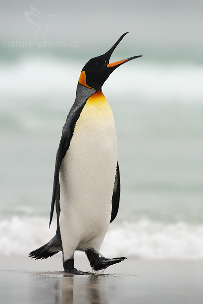 Tučňák patagonský (Aptenodytes patagonicus), King penguin. FOTO ONDŘEJ PROSICKÝ
