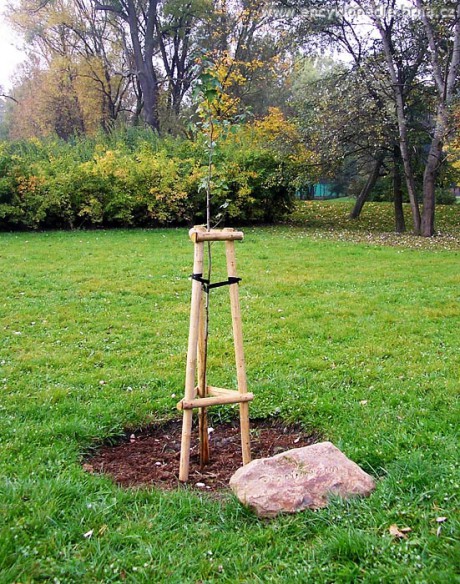 Tohle je strom Bolkova dvorního výtvarníka Dušana Ždímala, co už také není. FOTO archiv