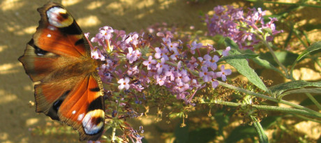 Motýli hledají... jako já... šťovíky mládí. FOTO archiv