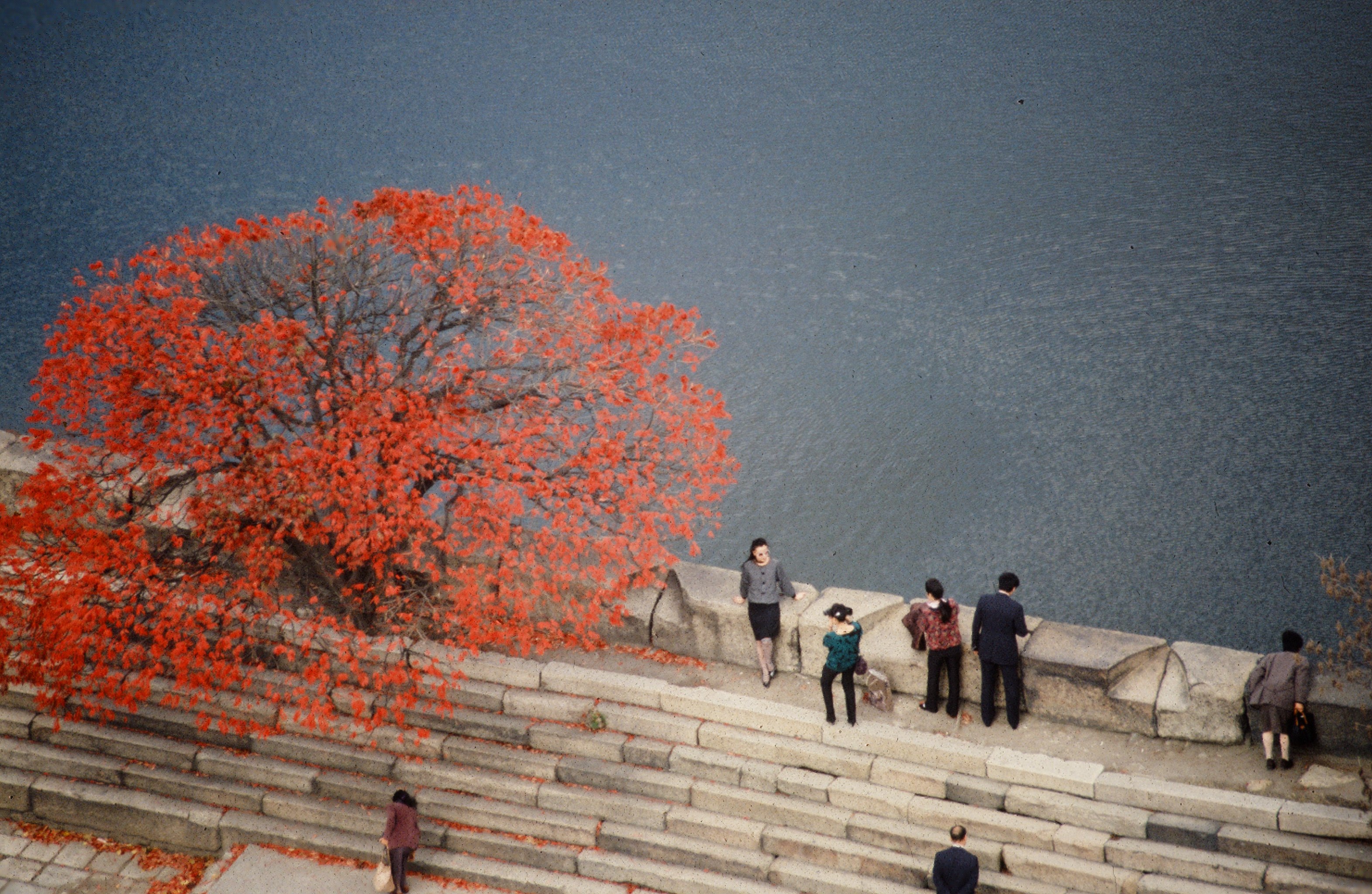 Petr Geisler: Červen&yacute; strom, 1987 