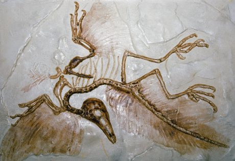 Archaeopteryx-fossil-004