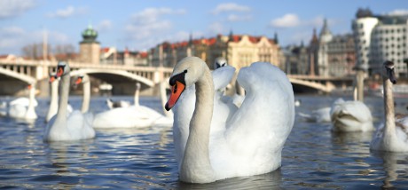 praha-labute-tancici-dum
