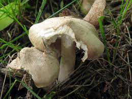 Určitě čirůvka šedožemlová, tricholoma scalpturatum… FOTO archiv