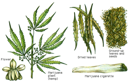 Hašiš, Marihuana, Marijánka, Maruška, Konopice, Penák, Pěnek, Pěnka, Pramen štěstí, Tabák smíchu, Tráva, Hanf, Grass, Hempe, Knaster, Hemp pot, Mary Jane, Weed, Bhang, Charras, Ganja, Parvati, Siddhi, Al Haschisch, Qunnubu, Dagga, Hierba Santa, La Mona, Marijuana, Maconha, Habibabli, Kif, Anaša, Da Hola Herb... neboli Konopí indické - Cannabis indica. Repro archiv