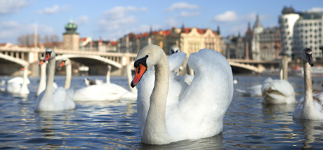 FOTO JIŘÍ SLÁMA