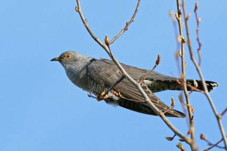 Kukačka obecná (Cuculus canorus; lid. žežulka, nář. zezulka[1]) je středně velký pták z řádu kukaček, známý především svým hnízdním parazitismem. Dorůstá 33 – 34 cm, je štíhlá s dlouhým ocasem a křídly. Vyskytuje se ve dvou formách – šedé (samci i samice) a hnědé (některé samice). Žije zejména v lesích, často poletuje i na otevřená prostranství. Samec se ozývá výrazným a charakteristickým kuku, samice hlasitým bi-bi-bi. Je to jediný druh kukaček vyskytujících se v ČR.[2][3] Do Evropy přilétá koncem dubna, v srpnu až září odlétá opět na jih. Na hřbetní straně má kukačka peří popelavě šedé. Zbarvením se podobá krahujci. Čtyři prsty na noze jsou uspořádány tak, že dva směřují dopředu a dva dozadu. Samec je šedý, na břiše má příčné proužkování. Samice je naspodu hnědá, někdy červenohnědá s příčně pruhovaným břichem. Mláďata jsou svrchu rezavě bíle šupinatá. O kukačce je známo, že nežije s jedním samečkem v trvalejším páru, ale že navazuje během jara jen kratičké známosti s několika samečky. FOTO TIM PEUKERT