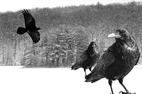 Havrani přinesli špalek, sekyrku a náruč polen. FOTO archiv